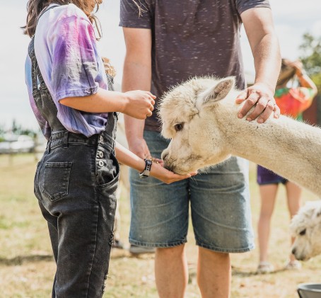 Spacer z Alpakami na Wyłączność (150 minut) | Magdalenów