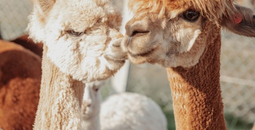 Spacer z Alpakami (90 minut) | Magdalenów | Prezent dla Męża_S