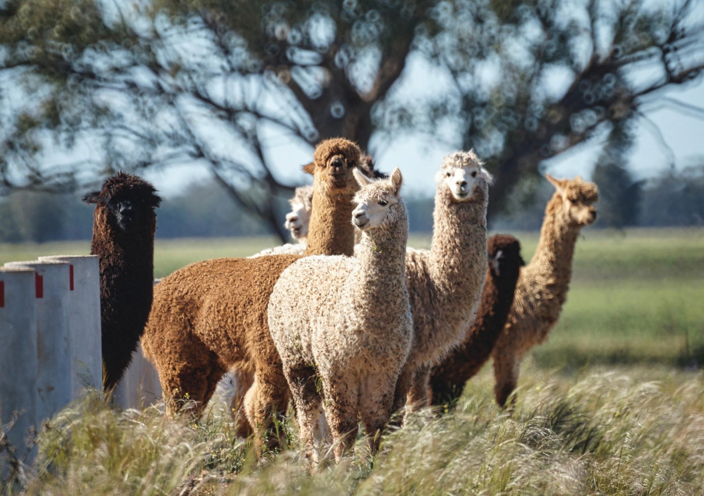 Spacer z Alpakami (90 minut) | Magdalenów