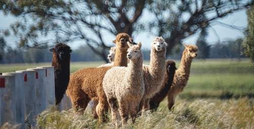 Spacer z Alpakami (90 minut) | Magdalenów | Prezent dla Teścia_S