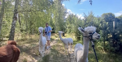 Spacer z Alpakami dla Przyjaciół (4 Osoby) | Trzcinna-Prezent na Święta_P