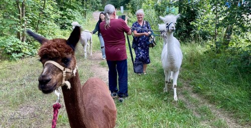 Spacer z Alpakami dla Przyjaciół (8 Osób) | Trzcinna-Prezent dla Przyjaciół_P