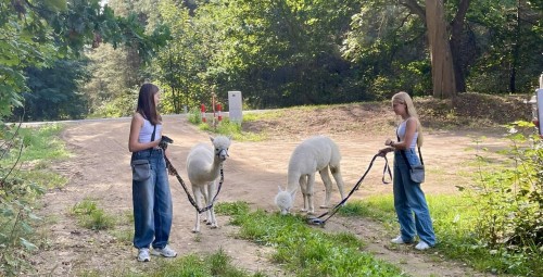 Spacer z Alpakami dla Przyjaciół (8 Osób) | Trzcinna-Prezent dla Rodziny_P