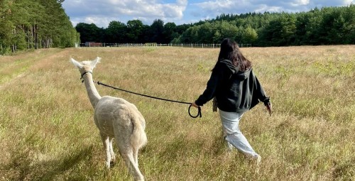 Spacer z Alpakami dla Przyjaciół (8 Osób) | Trzcinna-Prezent na Święta_P