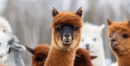 Spacer z Alpakami dla Przyjaciół (8 Osób) | Trzcinna-Prezent dla Ukochanej_S