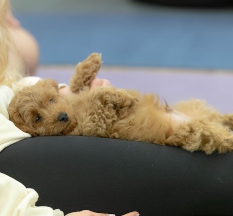 Puppy Joga dla Dwojga | Gliwice