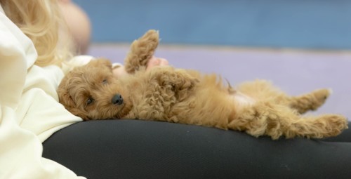 Puppy Joga dla Dwojga | Gliwice-Prezent dla Pary_S