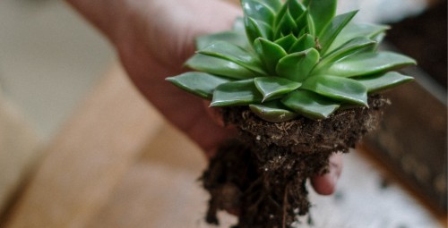 Warsztaty Florystyczne dla Dwojga | Jastrzębie-Zdrój | Prezent na Święta_P