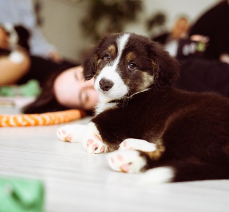 Zajęcia Fitness z Pieskami dla Dwojga (Puppy Joga lub Pilates) | Szczecin
