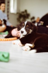 Zajęcia Fitness z Pieskami dla Dwojga (Puppy Joga lub Pilates) | Warszawa | Prezent na Walentynki_P