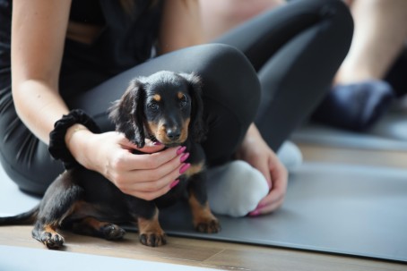 Puppy Joga | Warszawa 