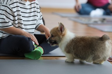 Puppy Joga | Warszawa | Prezent na Dzień Kobiet_P