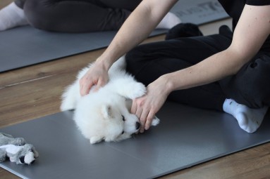 Puppy Joga | Warszawa | Prezent dla Żony_P
