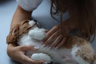 Puppy Joga dla Dwojga | Warszawa | Prezent dla Rodzeństwa_P