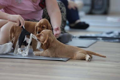 Puppy Joga dla Dwojga | Warszawa | Prezent na Mikołajki_P