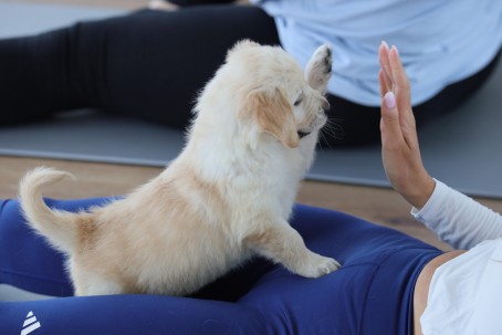 Puppy Joga dla Dwojga | Warszawa