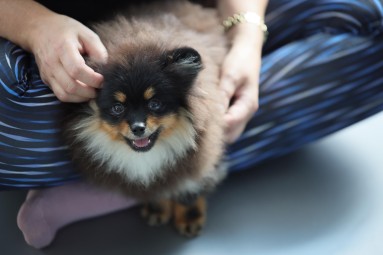 Puppy Joga dla Dwojga | Warszawa | Prezent na Walentynki_P