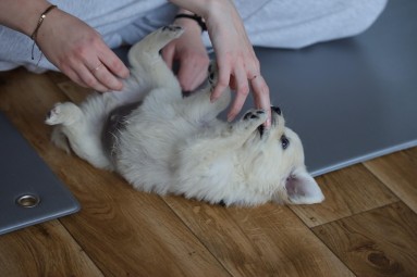 Puppy Joga dla Dwojga | Warszawa | Prezent na Święta_P
