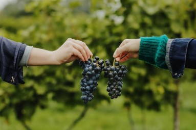 Zwiedzanie Winnicy z Degustacją Wina | Lipka Wielka-Prezent na Urodziny_P