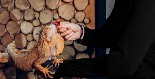 Poznaj Egzotyczne Zwierzęta Gadolandu (2 osoby) | Reda-Prezent na Święta_P