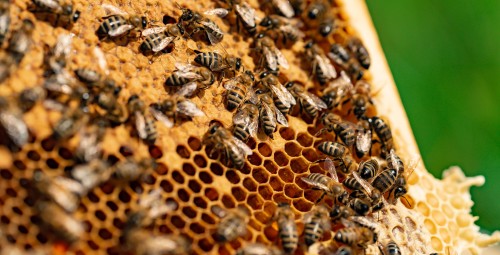 Kurs “Zostań Pszczelarzem” | Pławce-Prezent dla Niego_S