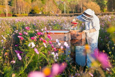 Kurs “Zostań Pszczelarzem” | Pławce-Prezent na Urodziny_S