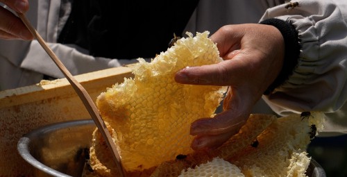 Kurs “Zostań Pszczelarzem” | Pławce-Prezent na Święta_S