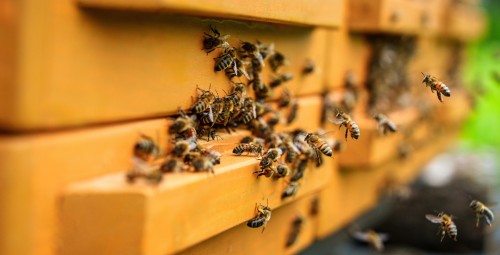 Kurs Pszczelarski | Pławce-Prezent na Święta_S