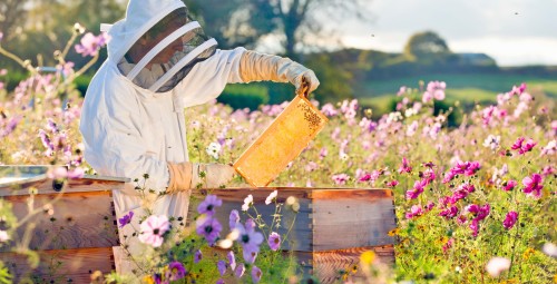 Kurs Pszczelarski | Pławce-Prezent dla Niego_S