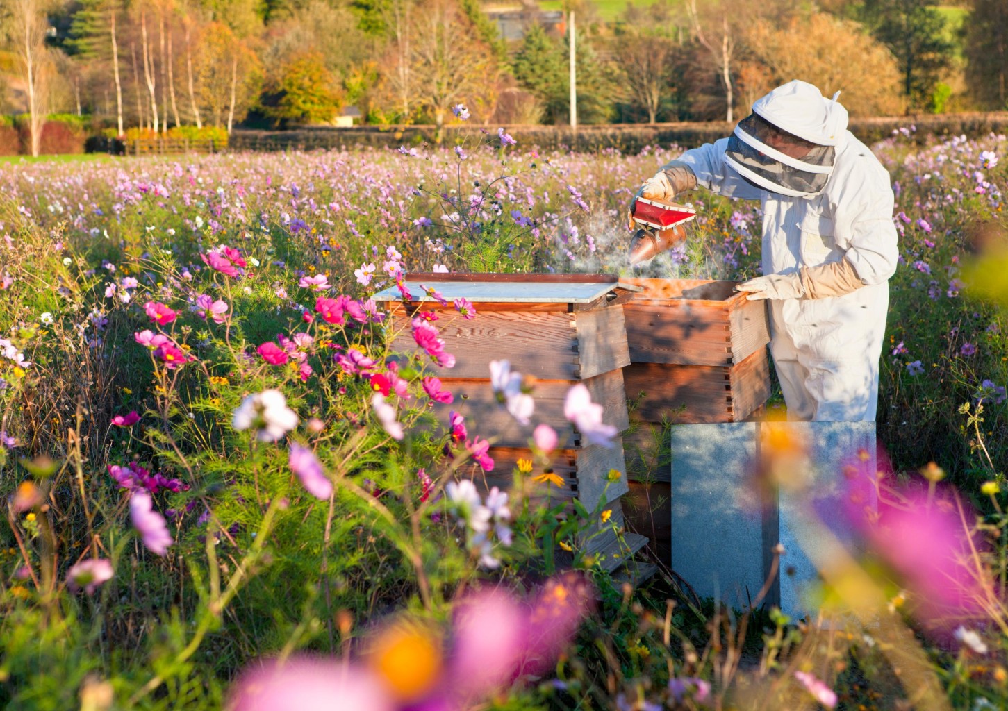 Zwiedzanie Pasieki | Pławce