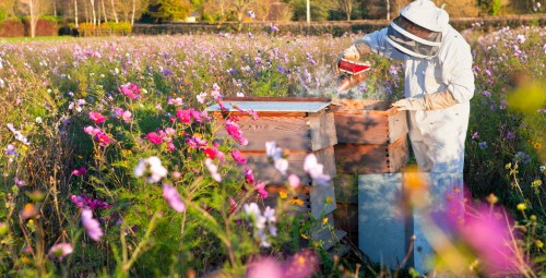 Zwiedzanie Pasieki | Pławce-Prezent na Urodziny_S