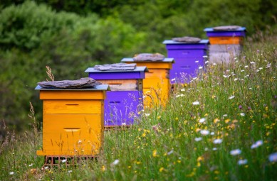 Zwiedzanie Pasieki | Pławce-Prezent dla Grup_S