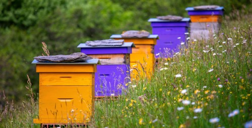 Zwiedzanie Pasieki | Pławce-Prezent dla Grup_S