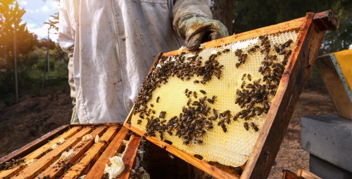 Zwiedzanie Pasieki | Pławce-Prezent na Święta_S