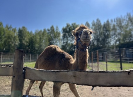 Rodzinna Przygoda w Mini Zoo | Łukawa 