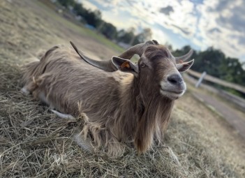Rodzinna Przygoda w Mini Zoo | Łukawa | Prezent na Urodziny_P