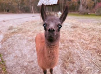 Rodzinna Przygoda w Mini Zoo | Łukawa | Prezent dla Rodzeństwa_P