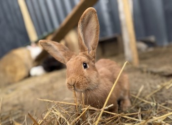 Rodzinna Przygoda w Mini Zoo | Łukawa | Prezent dla Rodziny_P
