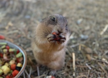 Przygoda w Mini Zoo dla Dwojga | Łukawa | Prezent dla Dziewczyny_P