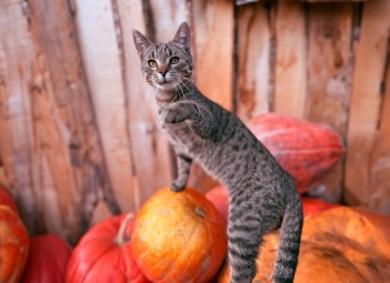 Przygoda w Mini Zoo dla Dwojga | Łukawa | Prezent dla Rodzeństwa_P