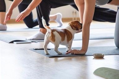 Puppy Joga | Wrocław | Prezent na Dzień Kobiet_S