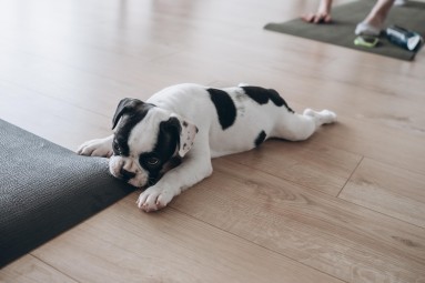 Puppy Joga | Wrocław | Prezent na Urodziny_S