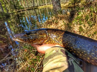 Wyprawa Wędkarska | Bory Tucholskie (okolice) | Prezent dla Taty_P